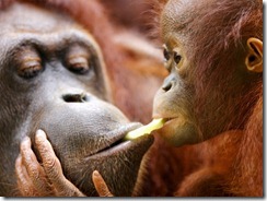 Over the last decade the wild orangutan population has decreased 50% due to habitat loss.